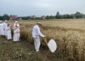 26.07.2025. Sandomierz. Odtworzenie staropolskich żniw / Fot. Grażyna Szlęzak - Radio Kielce