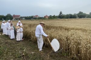 26.07.2025. Sandomierz. Odtworzenie staropolskich żniw / Fot. Grażyna Szlęzak - Radio Kielce