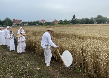 26.07.2025. Sandomierz. Odtworzenie staropolskich żniw / Fot. Grażyna Szlęzak - Radio Kielce