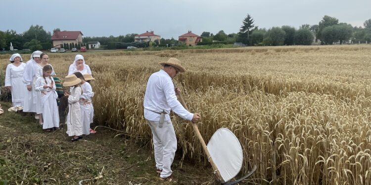 26.07.2025. Sandomierz. Odtworzenie staropolskich żniw / Fot. Grażyna Szlęzak - Radio Kielce