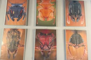13.07.2025. Sandomierz. Sandomierskie Centrum Kultury Wystawa fotograficzna Kamila Stajniaka „Mrówki. Makrofotografie” / Fot. Grażyna Szlęzak - Radio Kielce