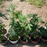 Fot. Świętokrzyska Policja