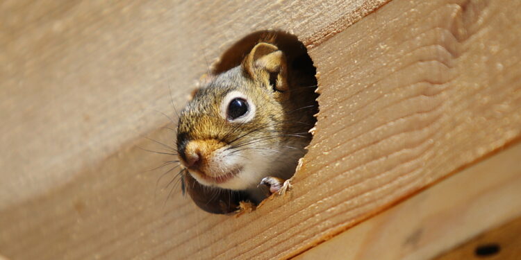 Kto będzie leczył dzikie zwierzęta znalezione w mieście? - Radio Kielce Kto będzie leczył dzikie zwierzęta znalezione w mieście?