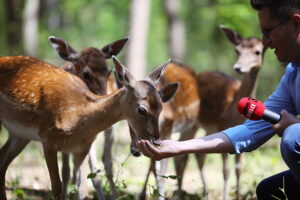 Daniele w ogrodzie zoologicznym w Lisowie / Fot. Witor Taszłow - Radio Kielce