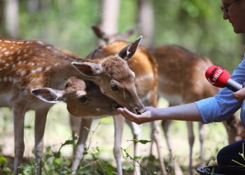Trzy młode daniele w lisowskim ZOO