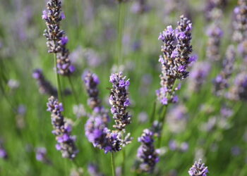 Pooddychaj zapachem cytrusów i kwiatów