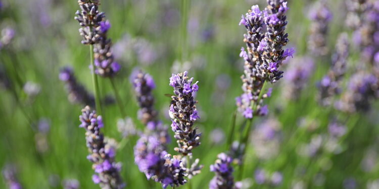 Pooddychaj zapachem cytrusów i kwiatów