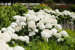 23.07.2025. Kielce. Ogród Botaniczny. Hortensje i Liliowce / Fot. Wiktor Taszłow - Radio Kielce