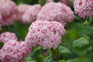 23.07.2025. Kielce. Ogród Botaniczny. Hortensje i Liliowce / Fot. Wiktor Taszłow - Radio Kielce