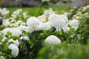 23.07.2025. Kielce. Ogród Botaniczny. Hortensje i Liliowce / Fot. Wiktor Taszłow - Radio Kielce