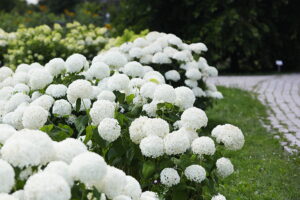 23.07.2025. Kielce. Ogród Botaniczny. Hortensje i Liliowce / Fot. Wiktor Taszłow - Radio Kielce