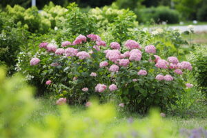 23.07.2025. Kielce. Ogród Botaniczny. Hortensje i Liliowce / Fot. Wiktor Taszłow - Radio Kielce