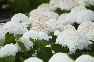23.07.2025. Kielce. Ogród Botaniczny. Hortensje i Liliowce / Fot. Wiktor Taszłow - Radio Kielce