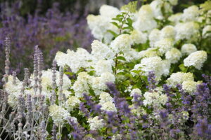 23.07.2025. Kielce. Ogród Botaniczny. Hortensje i Liliowce / Fot. Wiktor Taszłow - Radio Kielce