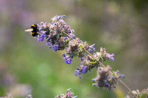 23.07.2025. Kielce. Ogród Botaniczny. Hortensje i Liliowce / Fot. Wiktor Taszłow - Radio Kielce