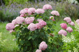 23.07.2025. Kielce. Ogród Botaniczny. Hortensje i Liliowce / Fot. Wiktor Taszłow - Radio Kielce