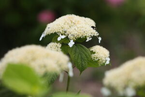 23.07.2025. Kielce. Ogród Botaniczny. Hortensje i Liliowce / Fot. Wiktor Taszłow - Radio Kielce