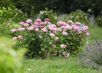 23.07.2025. Kielce. Ogród Botaniczny. Hortensje i Liliowce / Fot. Wiktor Taszłow - Radio Kielce