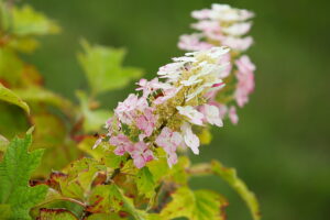 23.07.2025. Kielce. Ogród Botaniczny. Hortensje i Liliowce / Fot. Wiktor Taszłow - Radio Kielce
