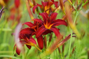 23.07.2025. Kielce. Ogród Botaniczny. Hortensje i Liliowce / Fot. Wiktor Taszłow - Radio Kielce