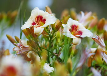 Letnie kwiaty przyciągają do ogrodu botanicznego