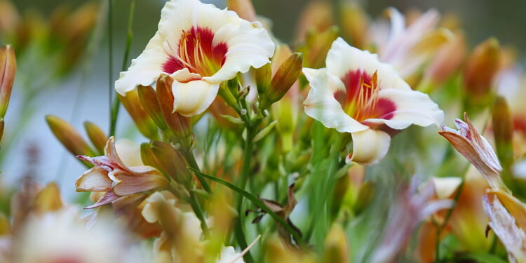 Letnie kwiaty przyciągają do ogrodu botanicznego
