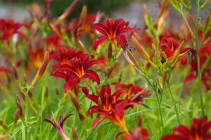 23.07.2025. Kielce. Ogród Botaniczny. Hortensje i Liliowce / Fot. Wiktor Taszłow - Radio Kielce