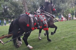 20.07.2025. Krzyżanowice. III parada karet i zaprzęgów konnych / Fot. Anna Głąb - Radio Kielce