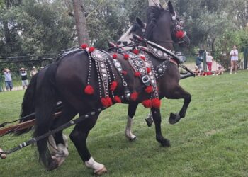 20.07.2025. Krzyżanowice. III parada karet i zaprzęgów konnych / Fot. Anna Głąb - Radio Kielce