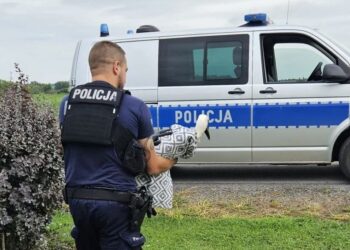 Policyjne interwencje w trosce o dzikie zwierzęta