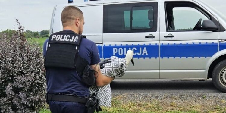 Policyjne interwencje w trosce o dzikie zwierzęta