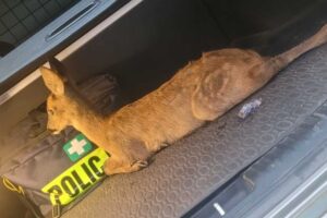 Uratowana sarna / źródło: KPP w Sandomierzu