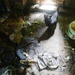 Upił psa, a później bestialsko zabił. Mężczyzna usłyszał zarzuty - Radio Kielce