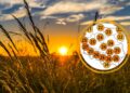 Prognozy wskazują datę powrotu upałów