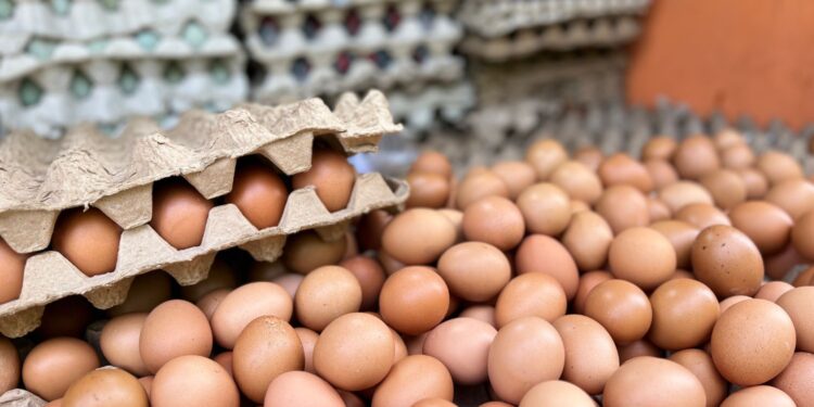 Więcej kur i tańsze jaja - Radio Kielce