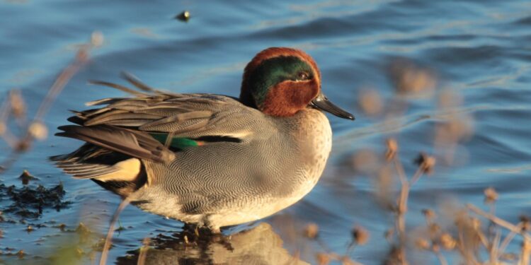 Co będzie z cyraneczką, słonką czy łyską? - Radio Kielce