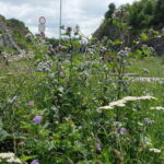 29.07.2025. Kielce. Rezerwat Kadzielnia / Fot. Jarosław Kubalski - Radio Kielce