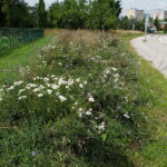 29.07.2025. Kielce. Rezerwat Kadzielnia / Fot. Jarosław Kubalski - Radio Kielce