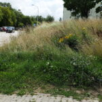 29.07.2025. Kielce. Rezerwat Kadzielnia / Fot. Jarosław Kubalski - Radio Kielce