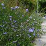 29.07.2025. Kielce. Rezerwat Kadzielnia / Fot. Jarosław Kubalski - Radio Kielce