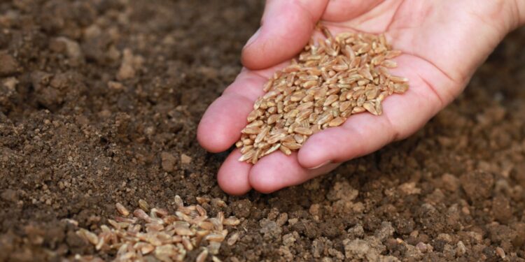 Ostatni dzień na wnioski o dopłaty do materiału siewnego - Radio Kielce