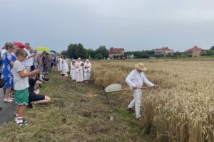 26.07.2025. Sandomierz. Odtworzenie staropolskich żniw / Fot. Grażyna Szlęzak - Radio Kielce