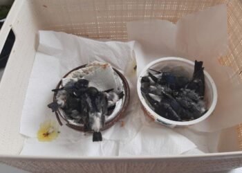 Zatrzymano podejrzanych o zniszczenie gniazd jaskółczych w Umianowicach
