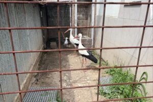 Ośrodek Pomocy Dzikim Zwierzętom Ptakolub / Fot. Jowita Plech - Radio Kielce
