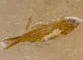Papugoryba i letnie wykopaliska w Górach Świętokrzyskich - paleontolodzy wyruszyli w teren