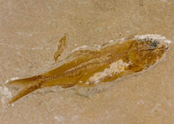 Papugoryba i letnie wykopaliska w Górach Świętokrzyskich - paleontolodzy wyruszyli w teren