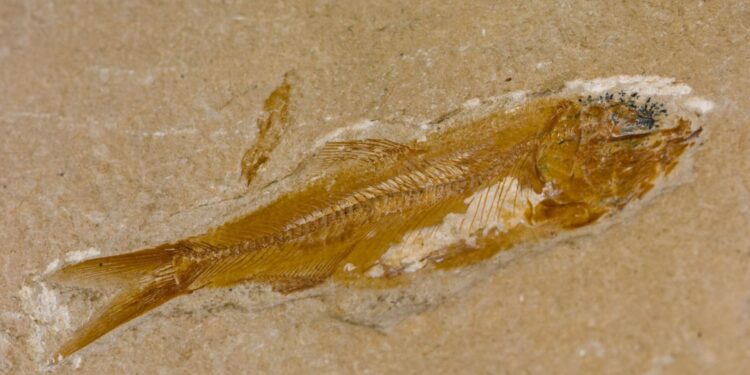 Papugoryba i letnie wykopaliska w Górach Świętokrzyskich - paleontolodzy wyruszyli w teren