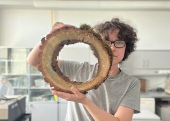 Naukowcy będą badali konar Bartka