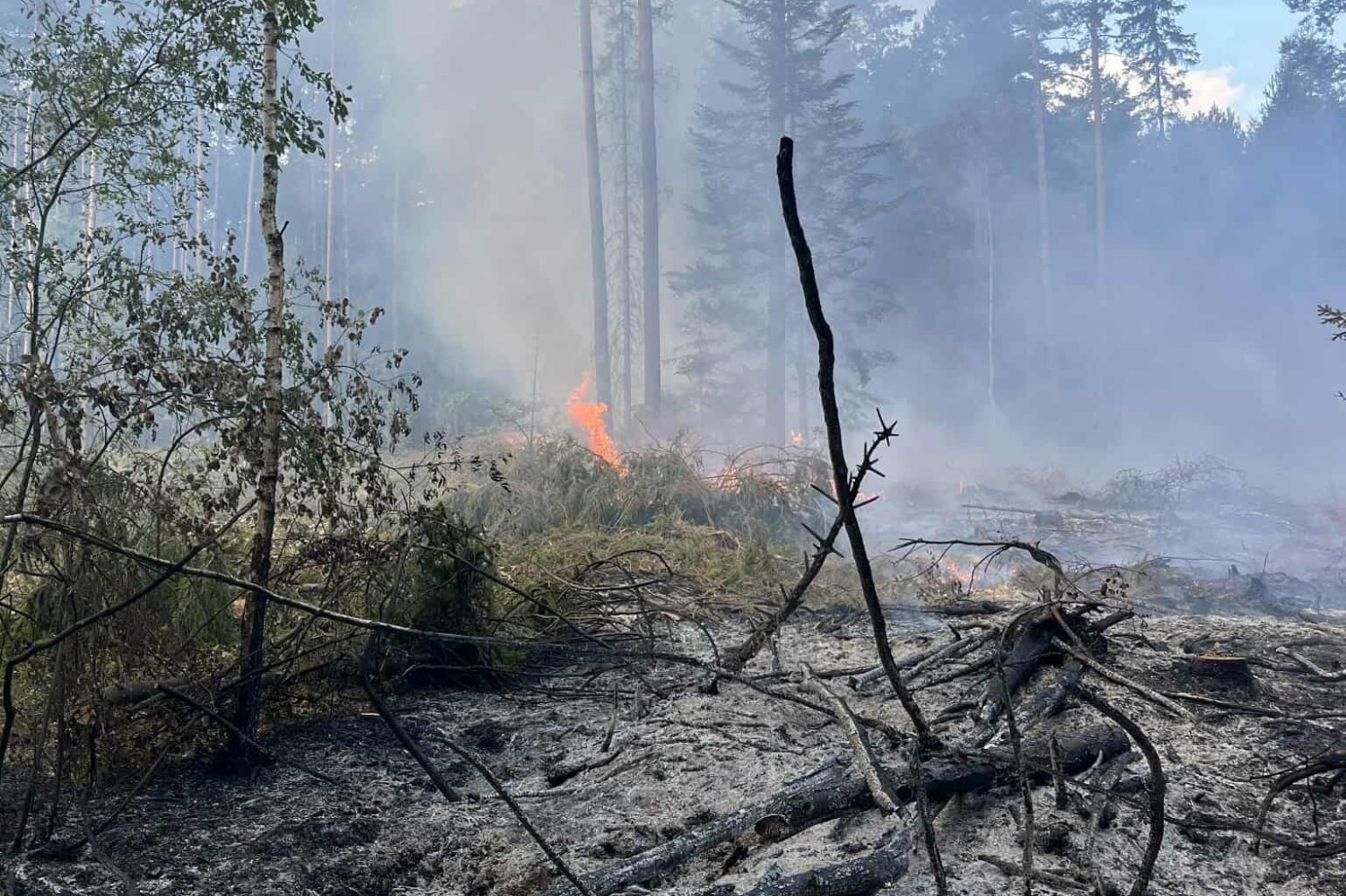 Pożar lasu w gminie Bliżyn. W akcji dwa samoloty gaśnicze