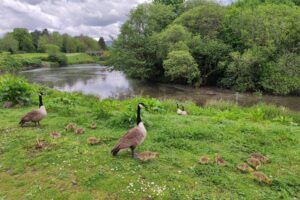 Kanadyjskie gęsi zamek Caerphilly / Fot. Danuta Rasała
